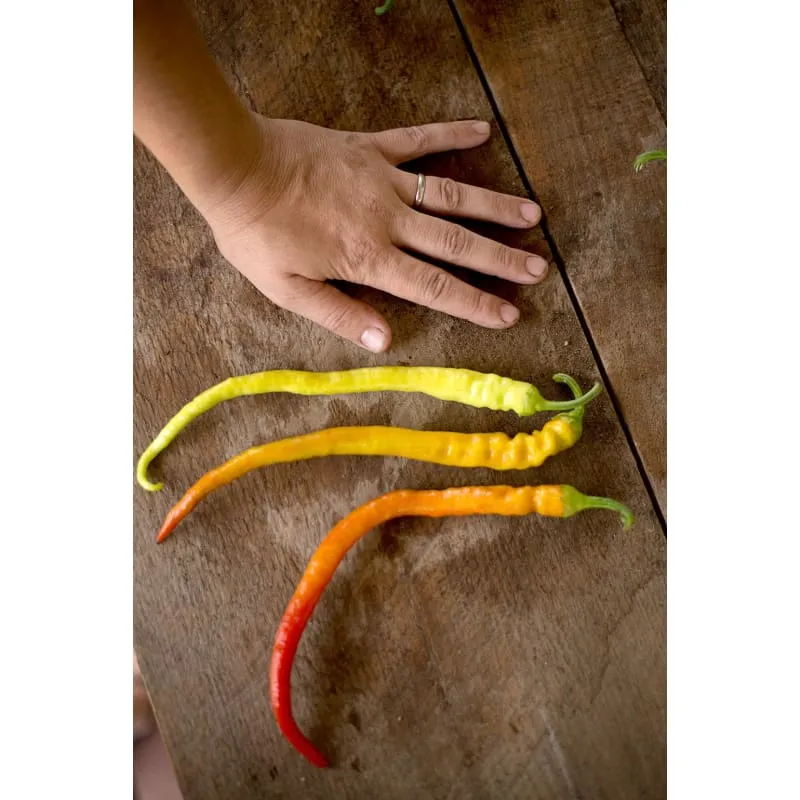 Corbaci Pepper (Heirloom 75 Days)