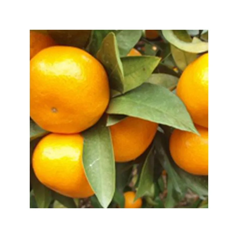 Nigori Mikanshu Tangerine Wine